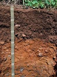 Soil Profile with horizons (e.g. at location $P_1$).